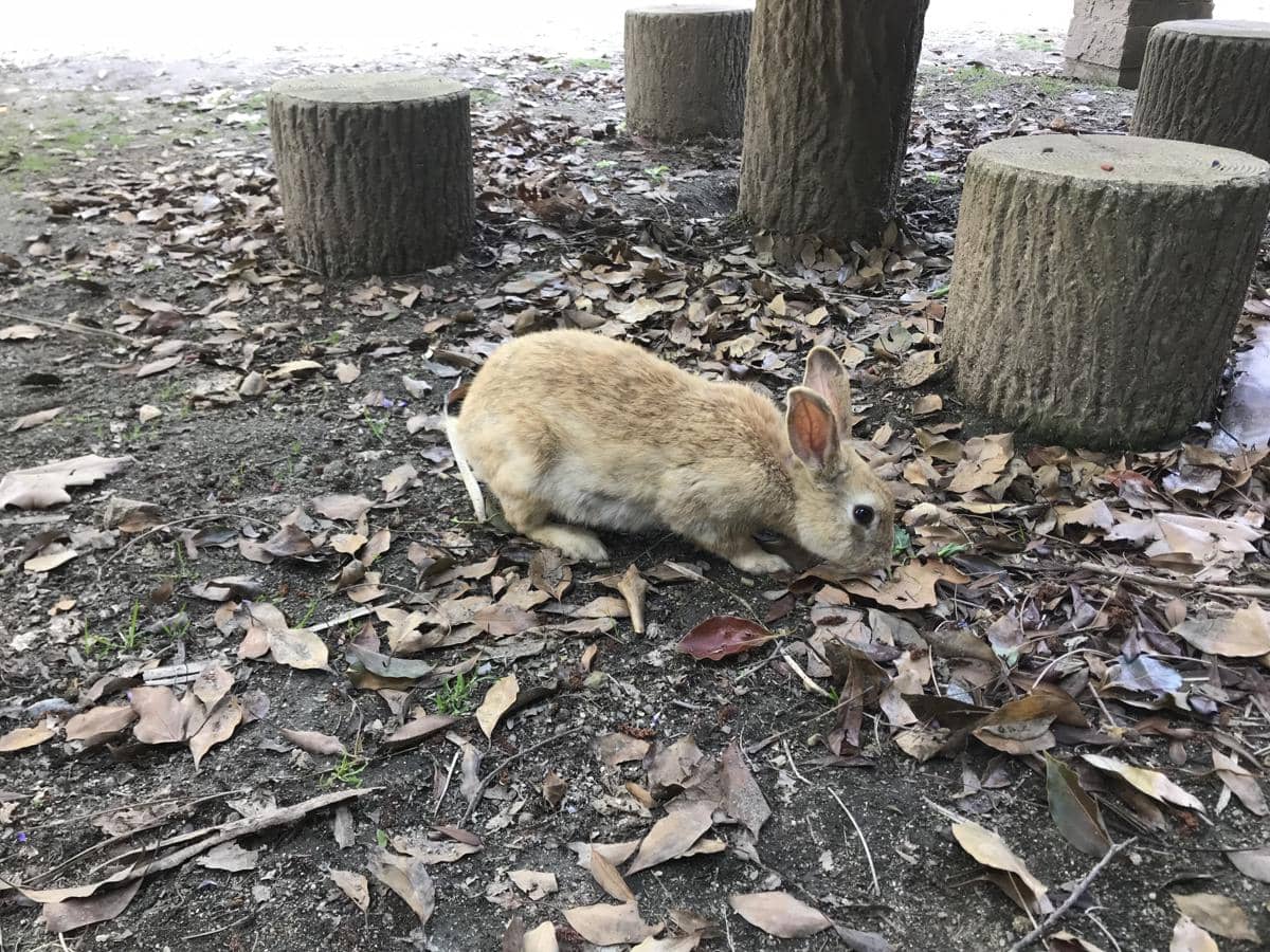kelinci di Okunoshima
