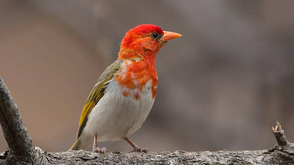 5 Fakta Red Headed Weaver, Burung Penenun Kepala Merah dari Afrika