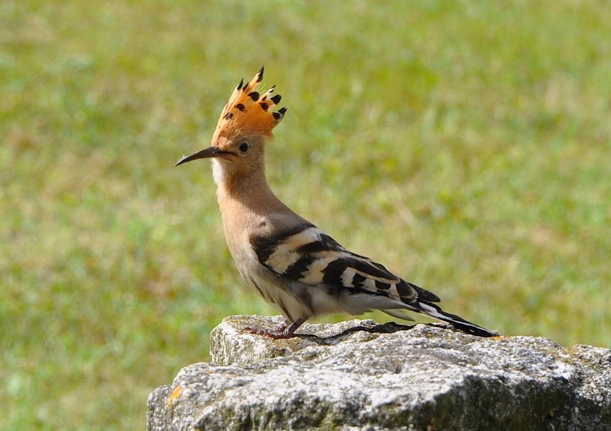 Burung Hoopoe