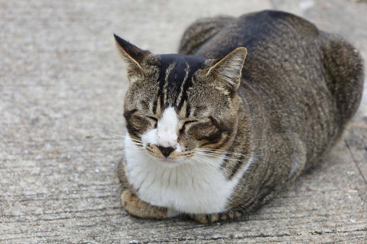 Kucing duduk posisi cat loaf sambil memejamkan mata.