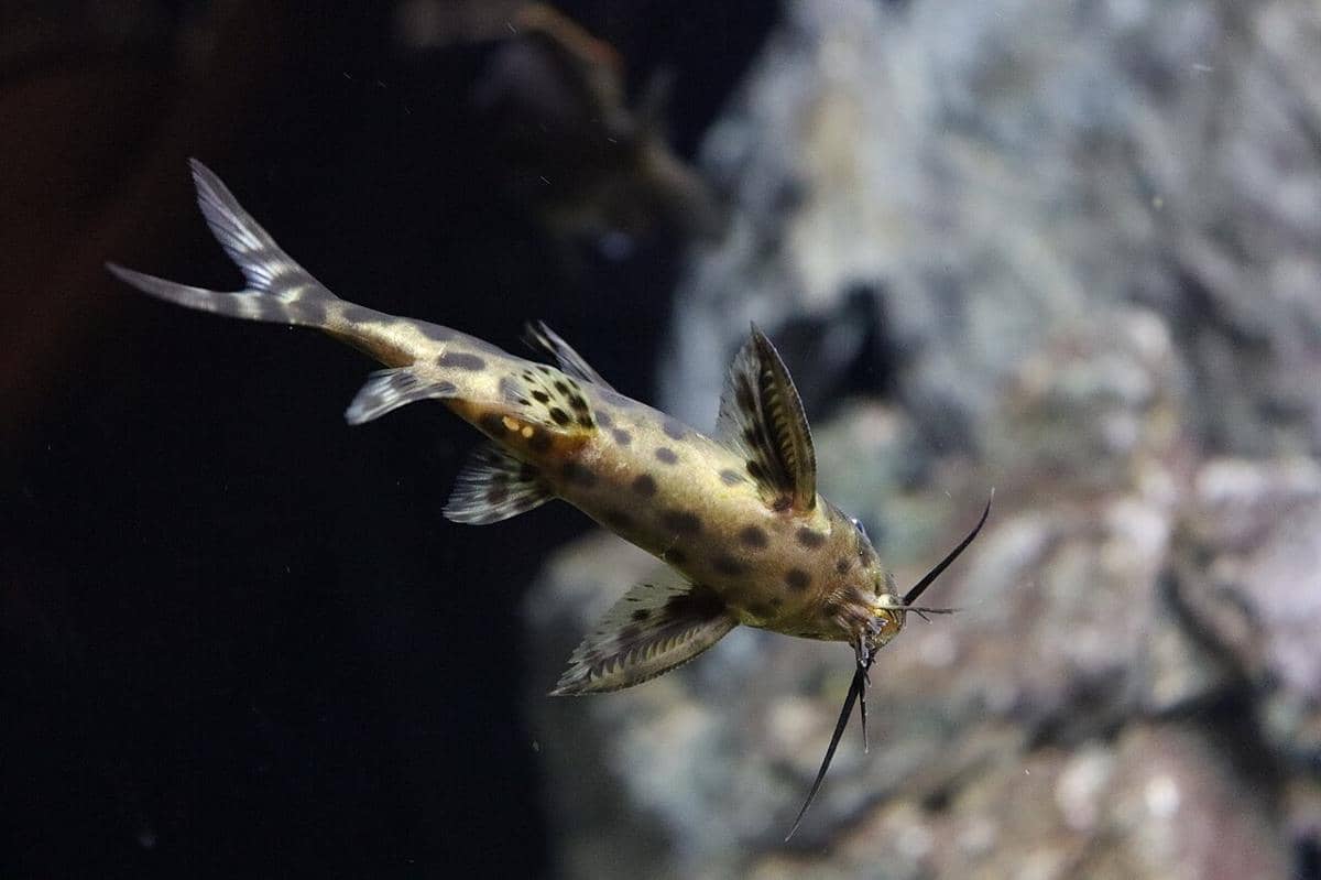 Ikan lele kukuk