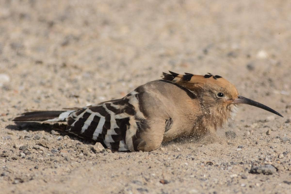 Burung Hoopoe