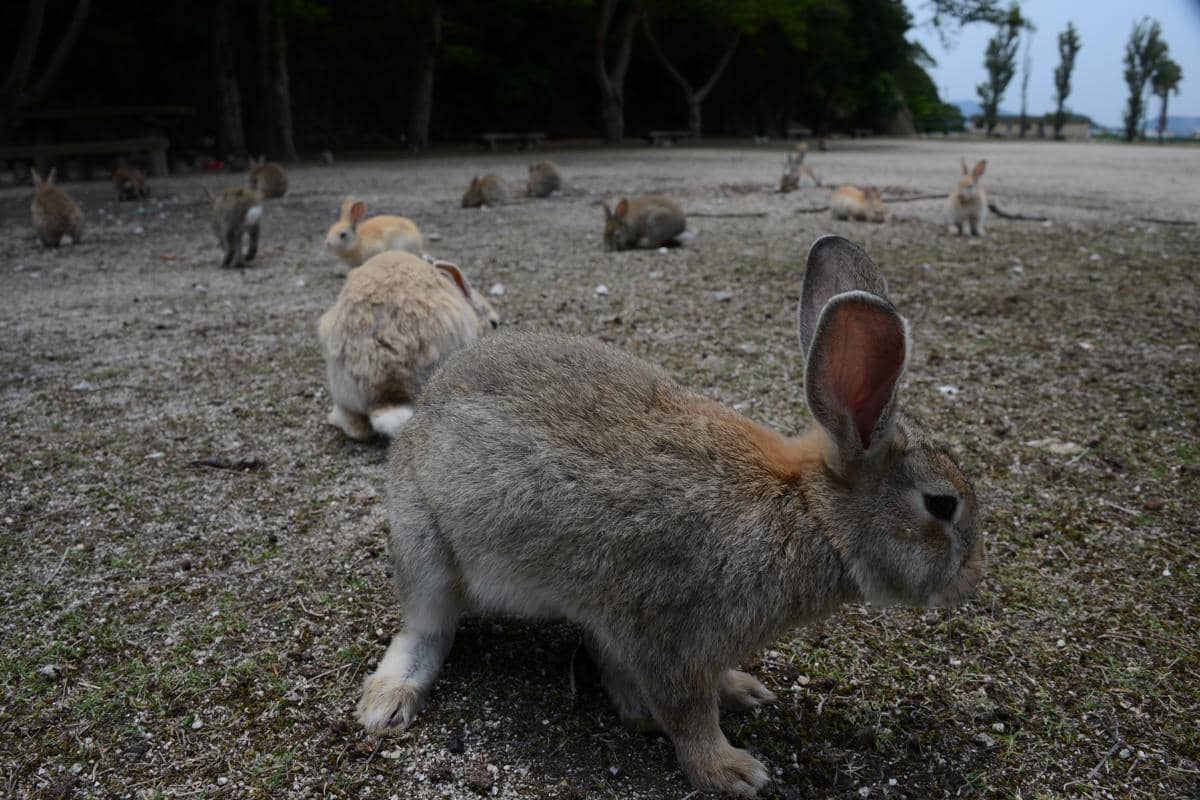 kelinci di Okunoshima