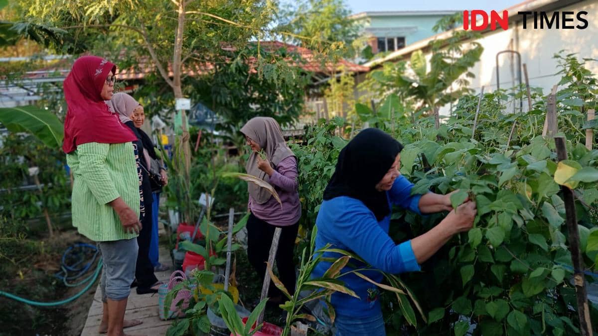 Tak Gentar Harga Sayur Mahal, Wanita Tani Rejosari Sukses Mandiri Pangan