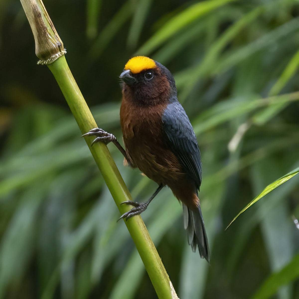 5 Fakta Menarik Plushcap, Burung Berdahi Beludru dari Pegunungan Andes