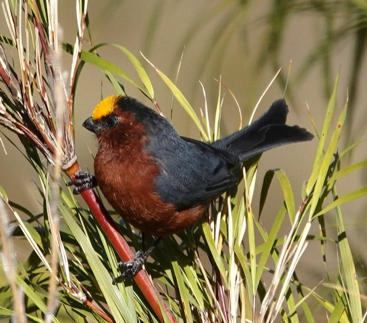Burung plushcap