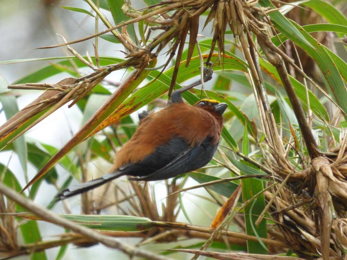 Burung plushcap berkaitan erat dengan habitat bambu dari genus Chusquea.