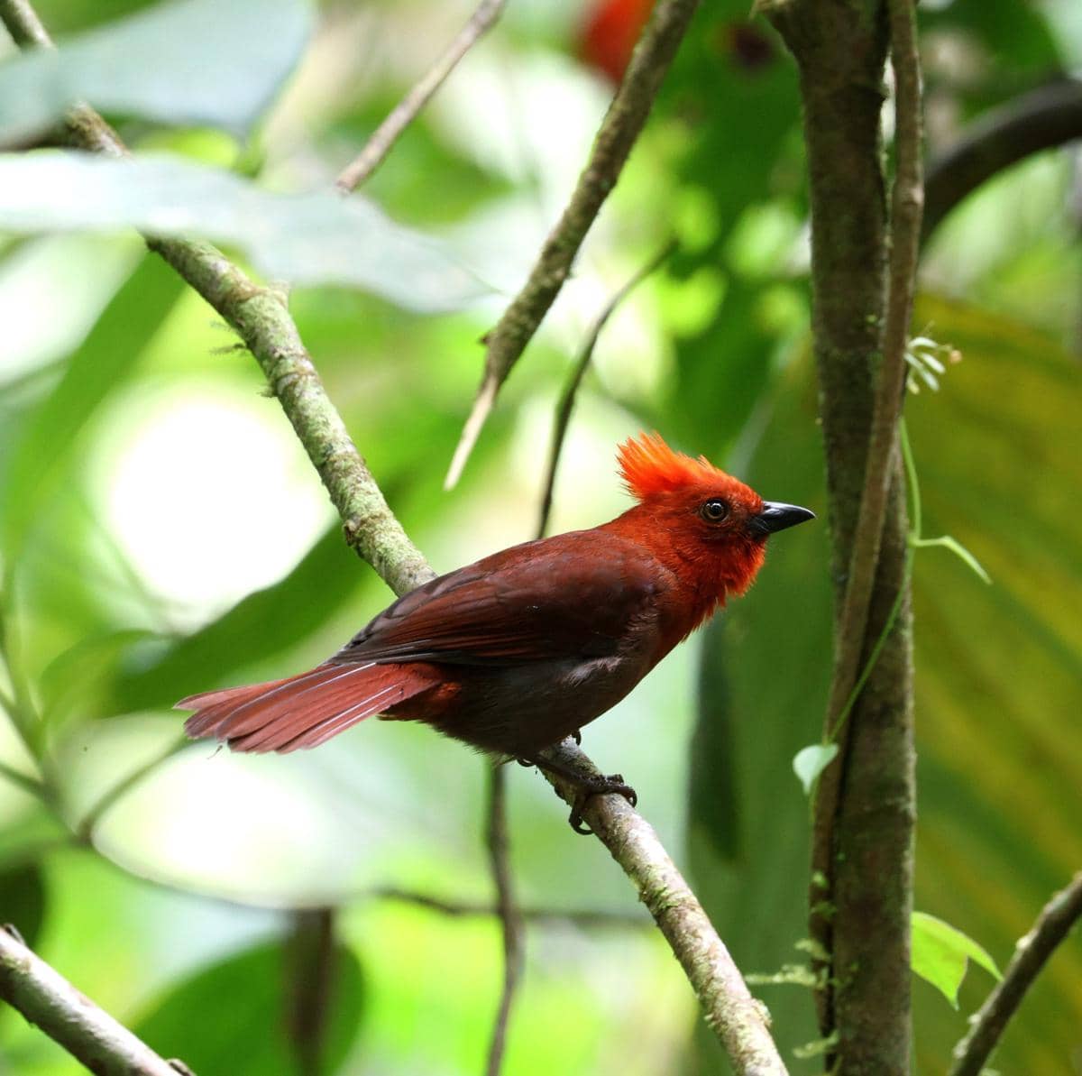 5 Fakta Crested Ant Tanager, Burung Berjambul Merah dari Kolombia
