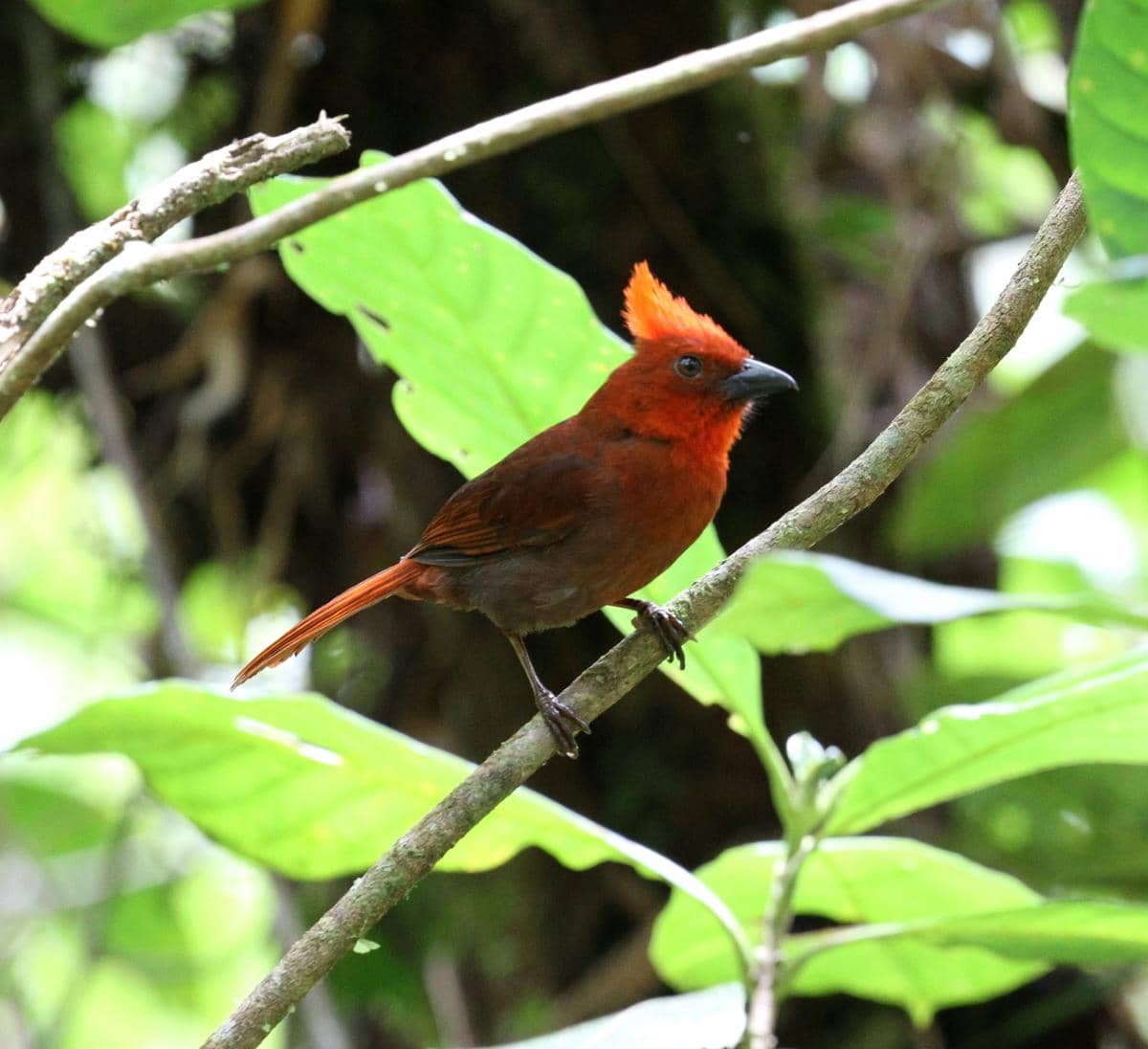Burung crested ant tanager