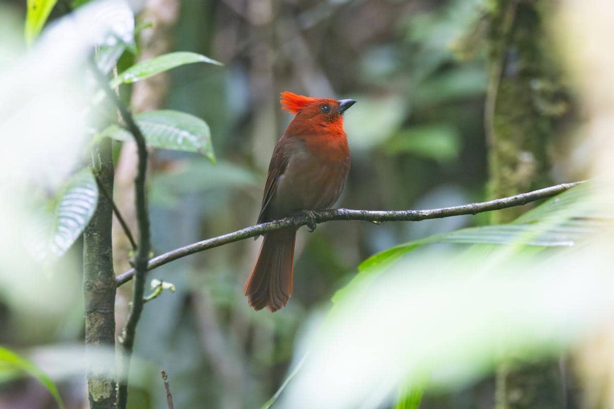 Burung crested ant tanager