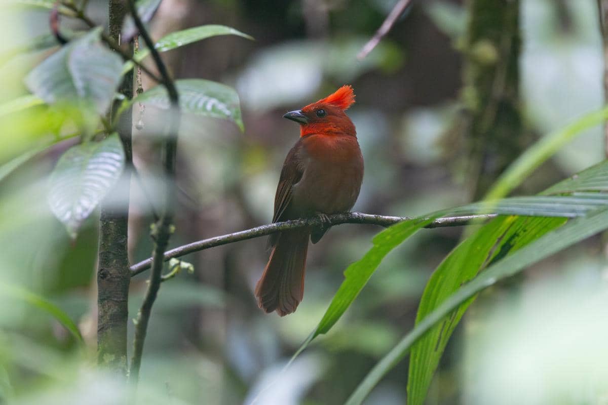 Burung crested ant tanager