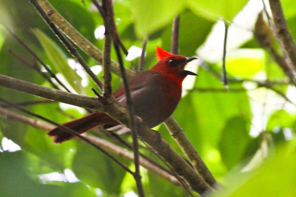 Burung crested ant tanager