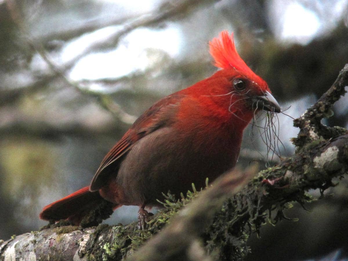 Burung crested ant tanager