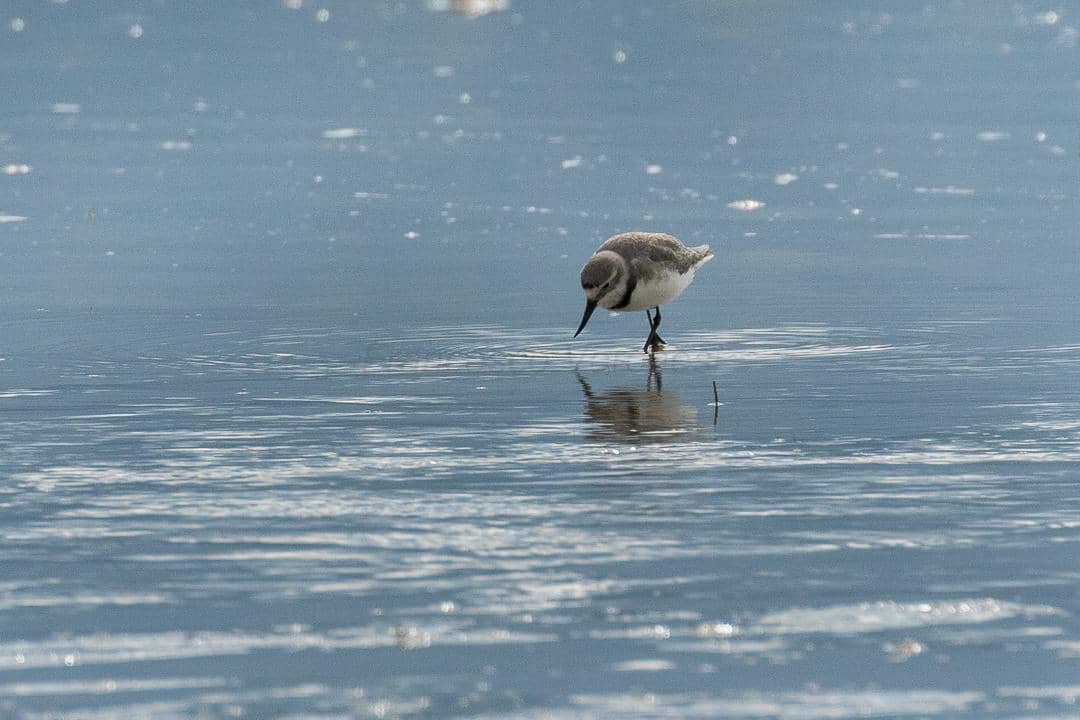 Wrybill
