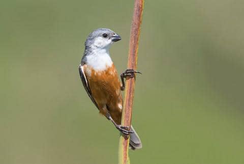 marsh seedeater