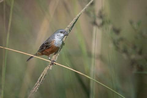 marsh seedeater