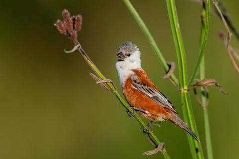 marsh seedeater