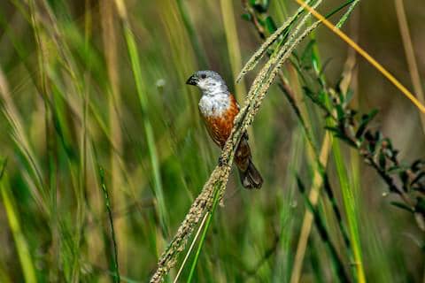 marsh seedeater