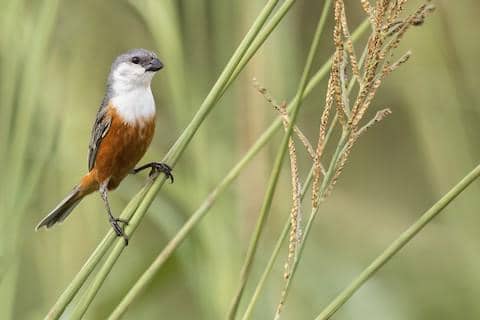 marsh seedeater