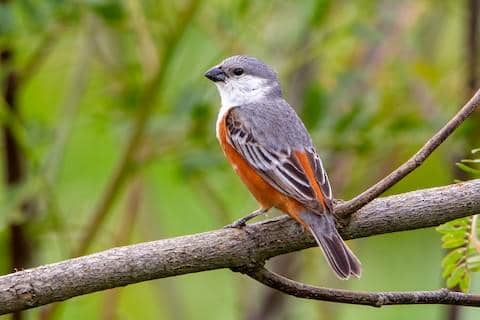 5 Fakta Marsh Seedeater, Burung Mungil Penghuni Rawa Amerika Selatan