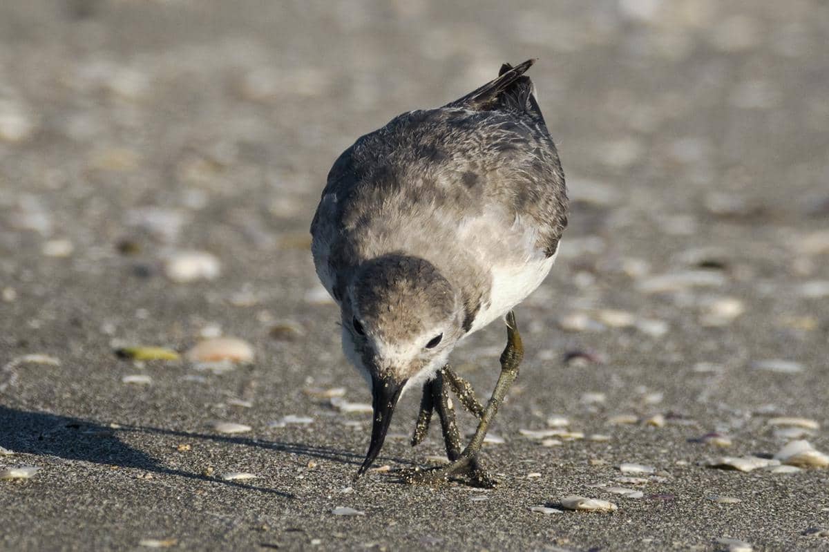 Wrybill