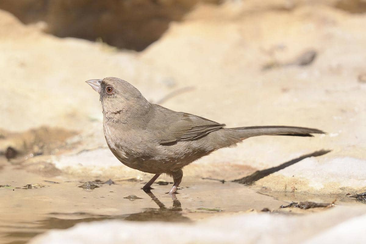 Abert's Towhee