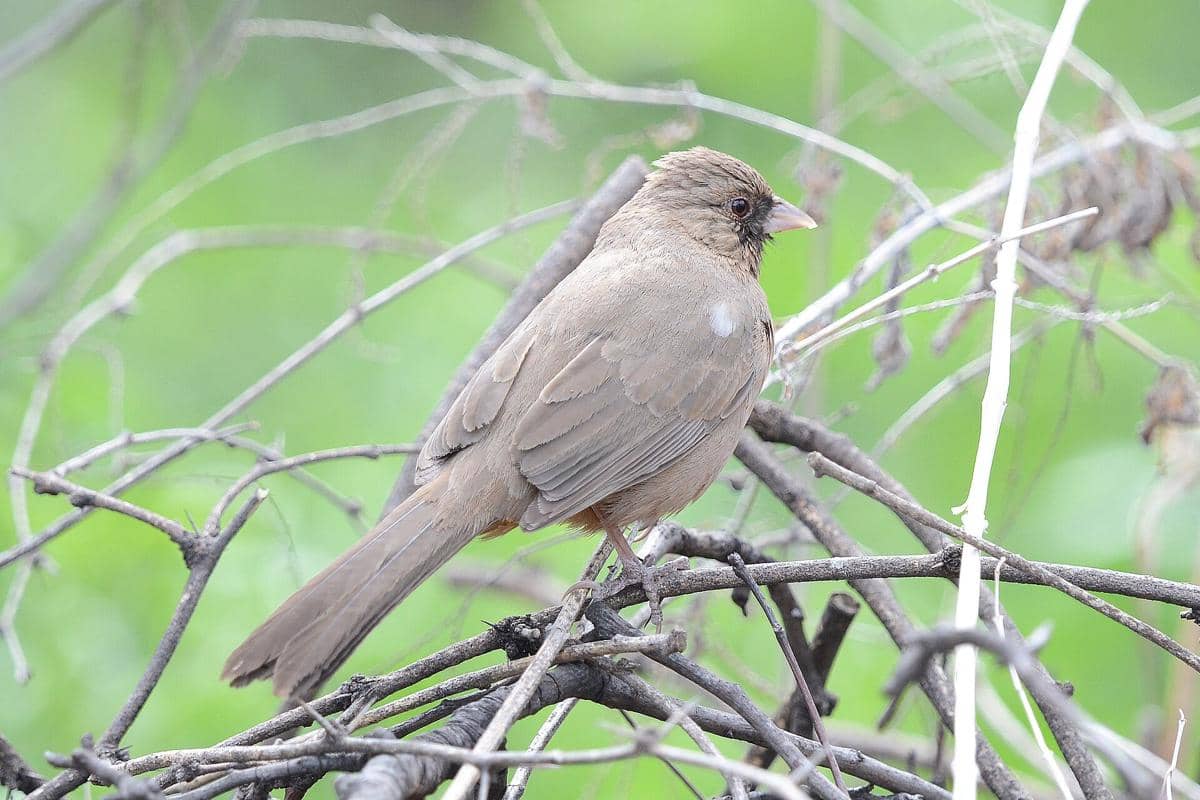 Abert's Towhee