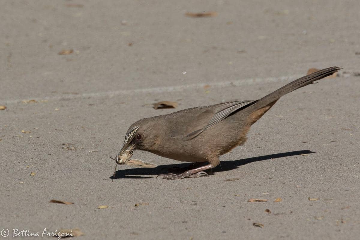 Abert's Towhee