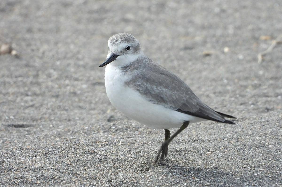 5 Fakta Unik Burung Wrybill, Paruhnya Miring Hanya ke Satu Sisi