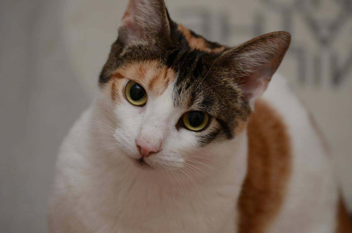 Kucing calico