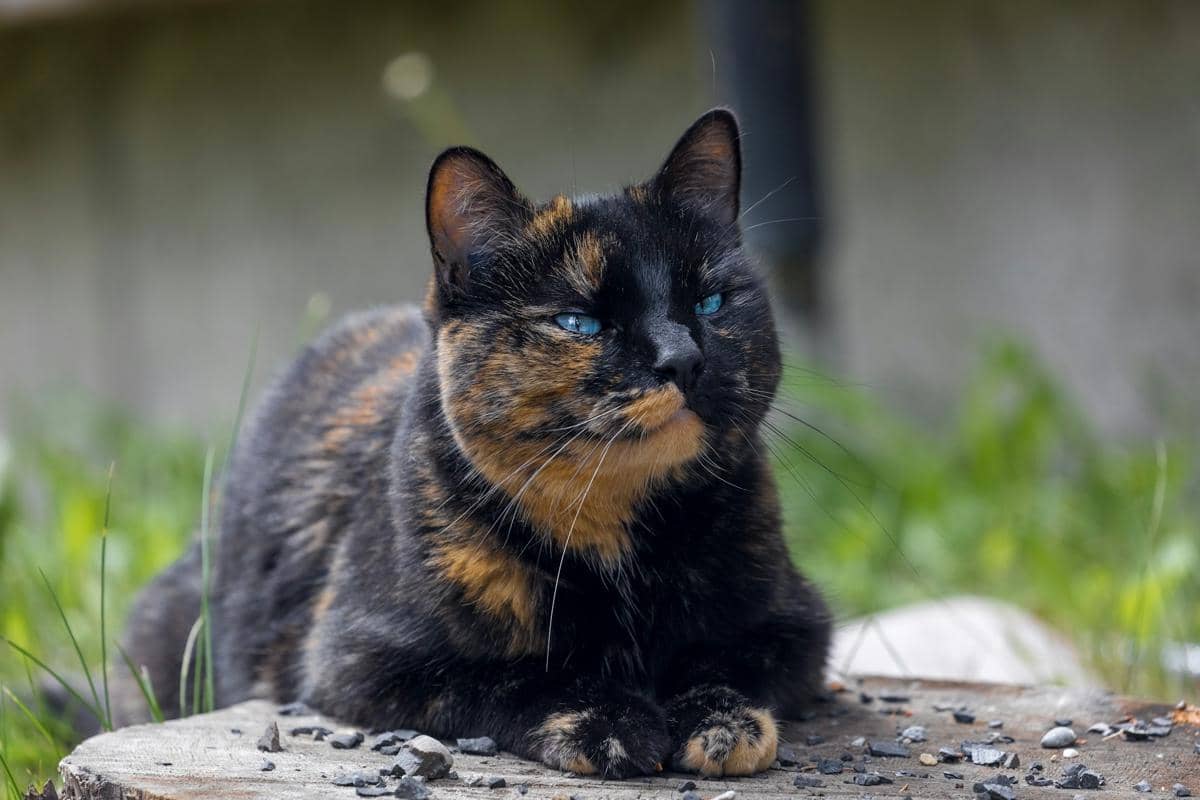 Kucing tortoiseshell