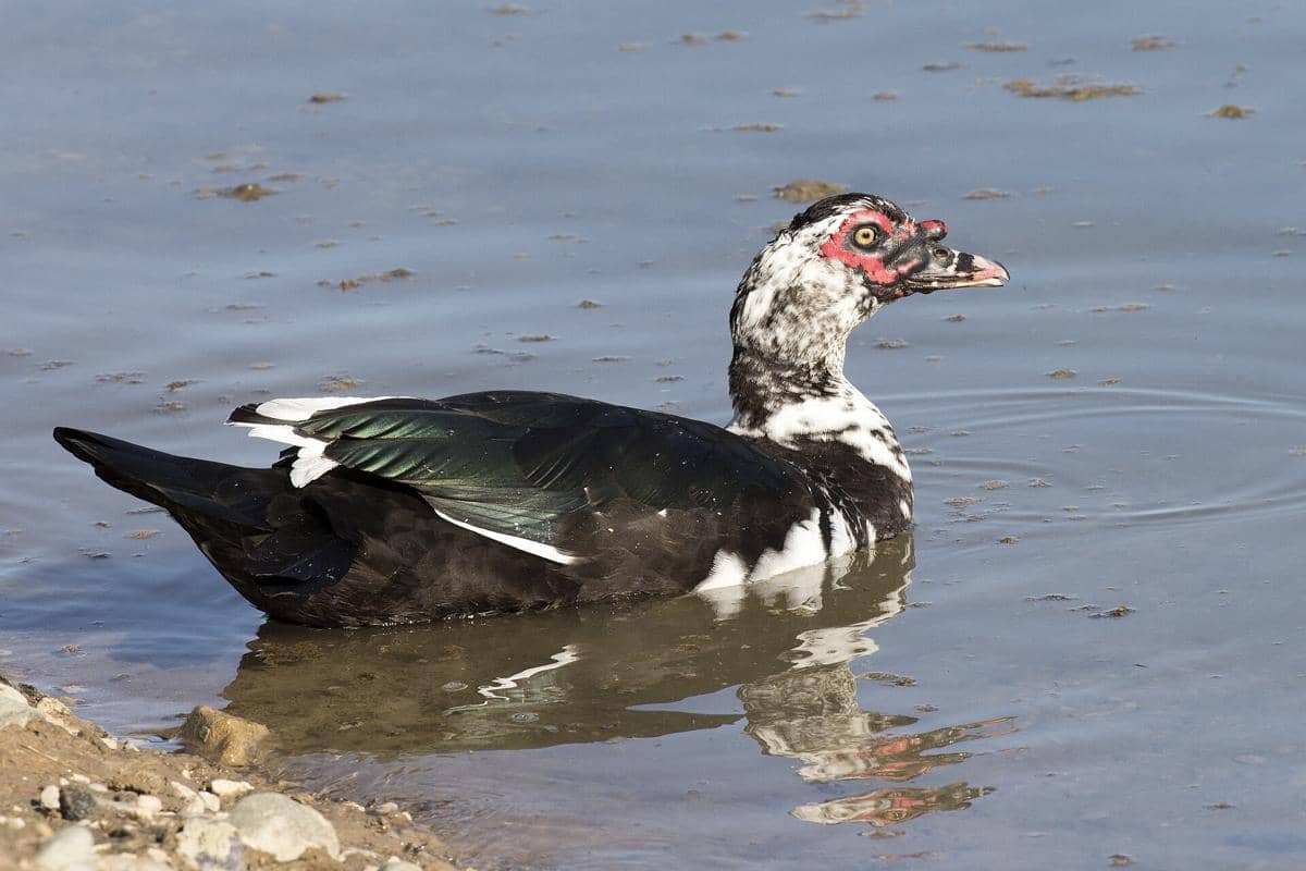 5 Fakta Muscovy Duck, Bebek yang Mampu Hidup di Beragam Habitat