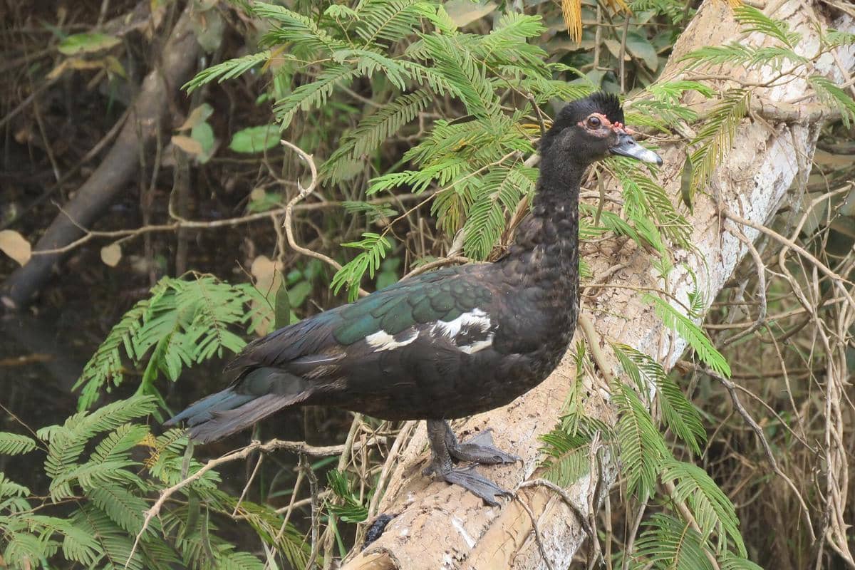 Muscovy Duck