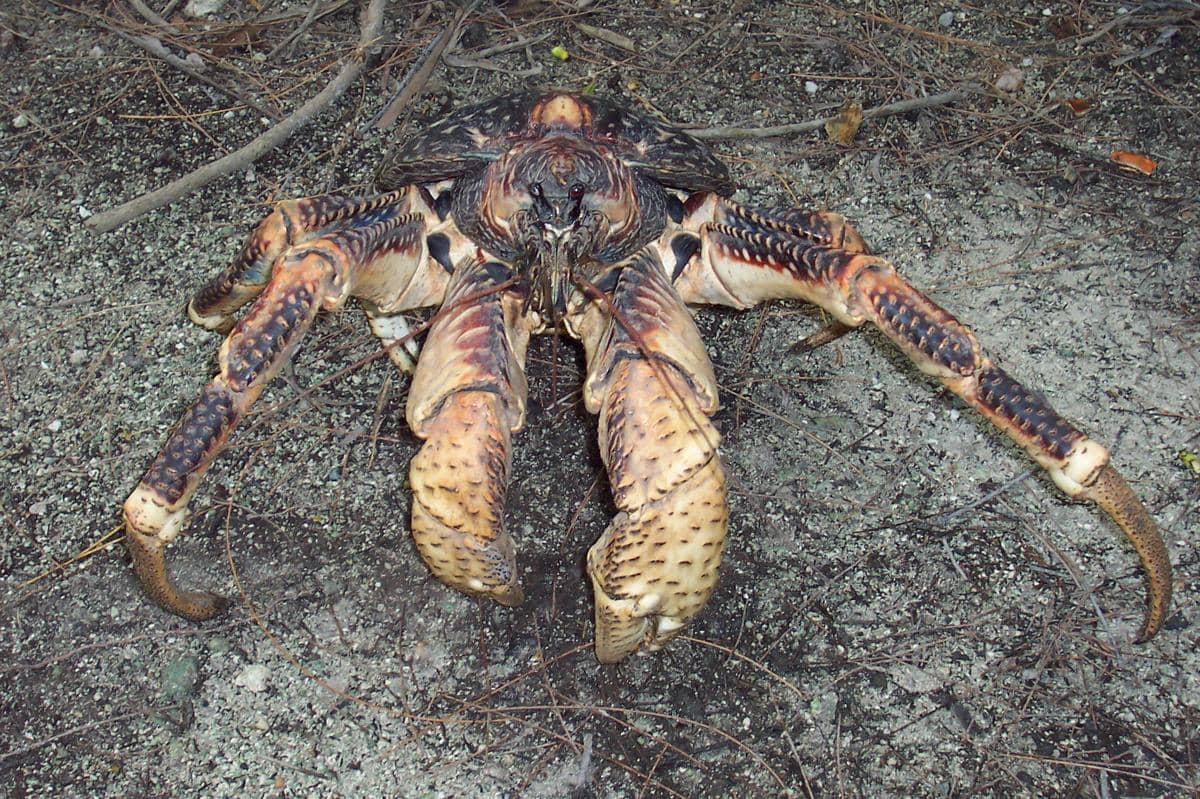 Ketam kenari