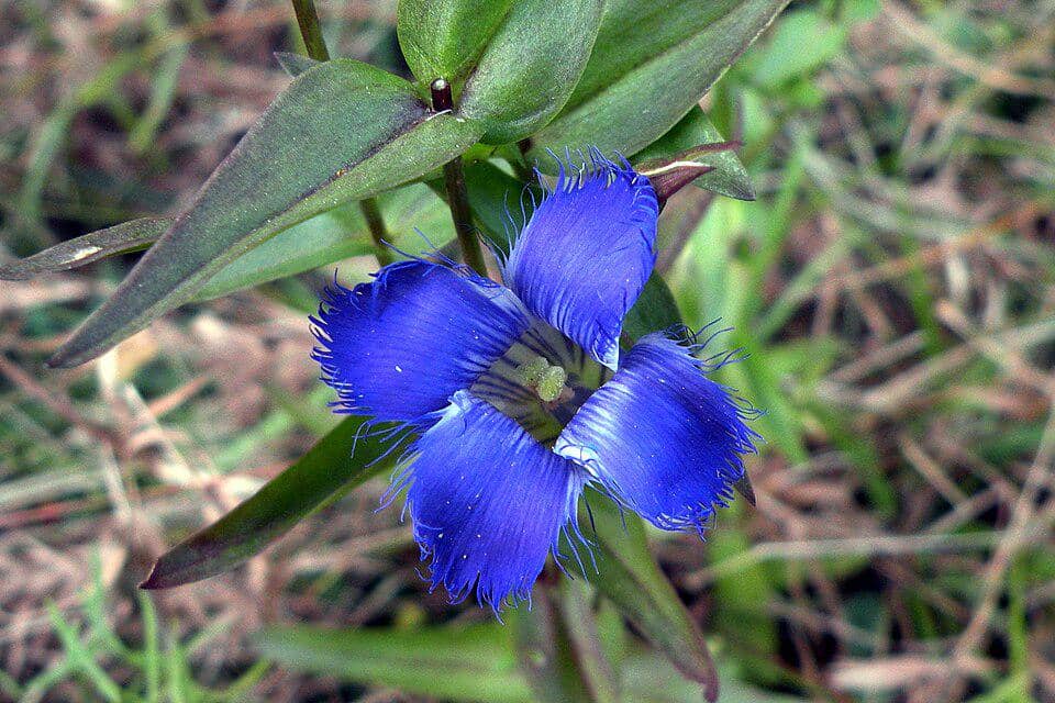 5 Fakta Greater Fringed Gentian, Bunga Berhias Rumbai dari Amerika