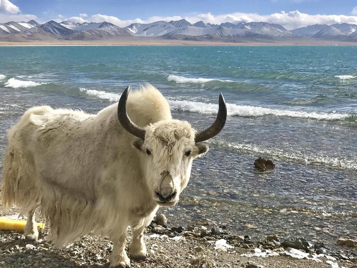Danau Namtso