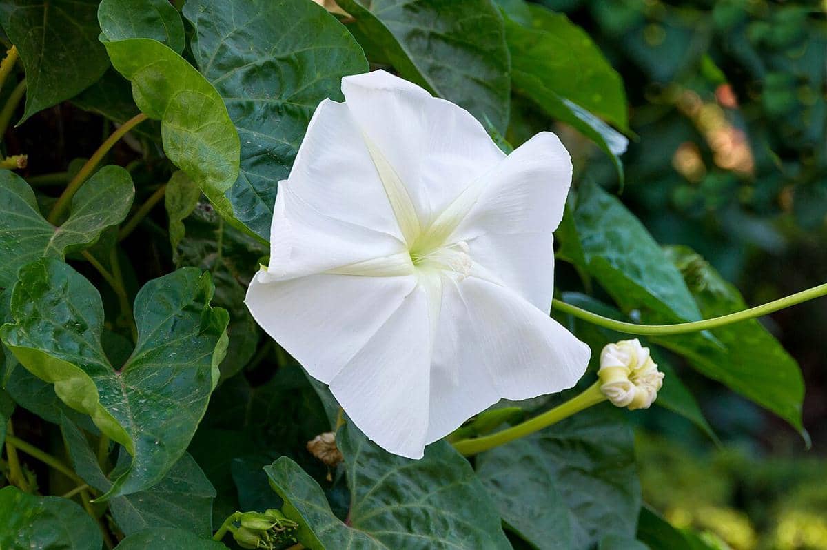 ilustrasi ipomoea alba