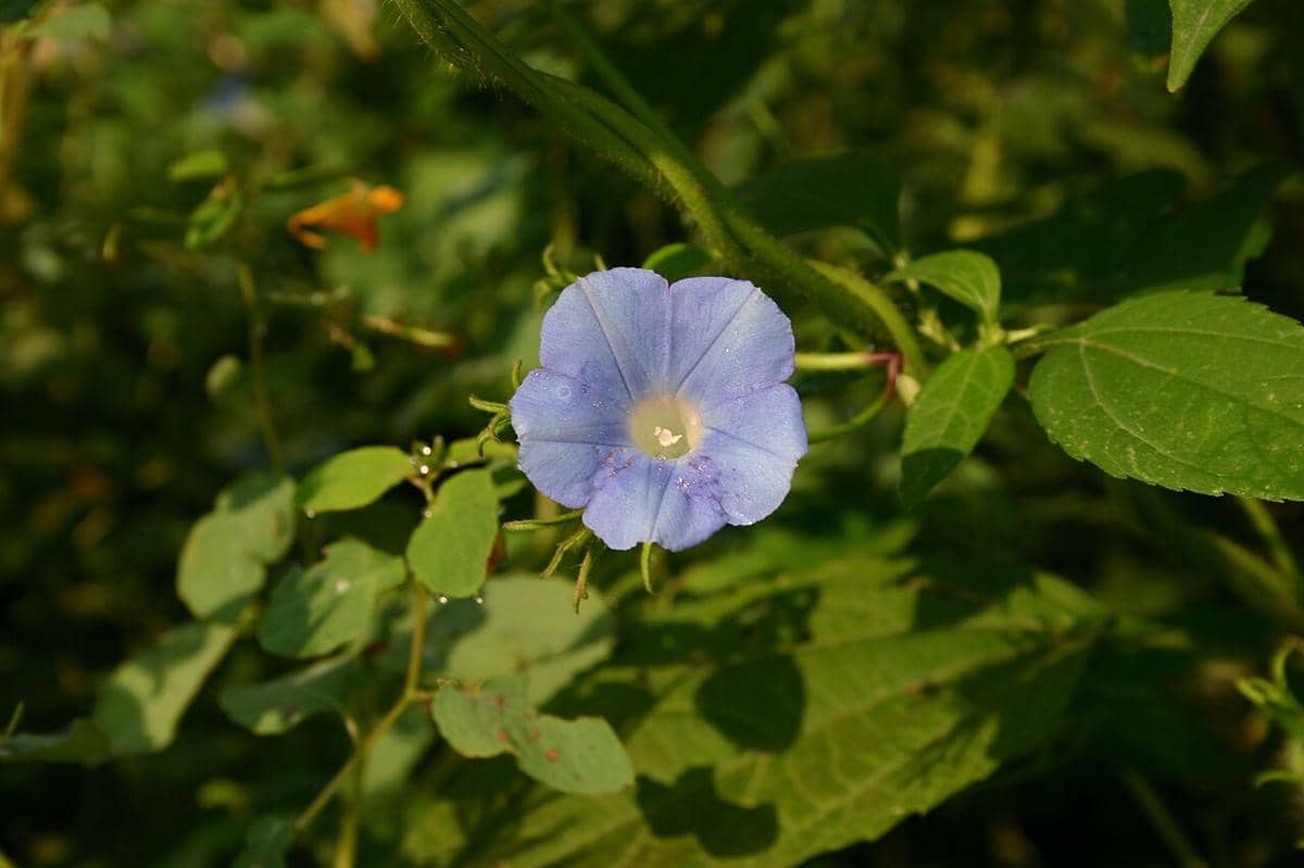 5 Jenis Tanaman Morning Glory yang Pesonanya Terlihat Memukau