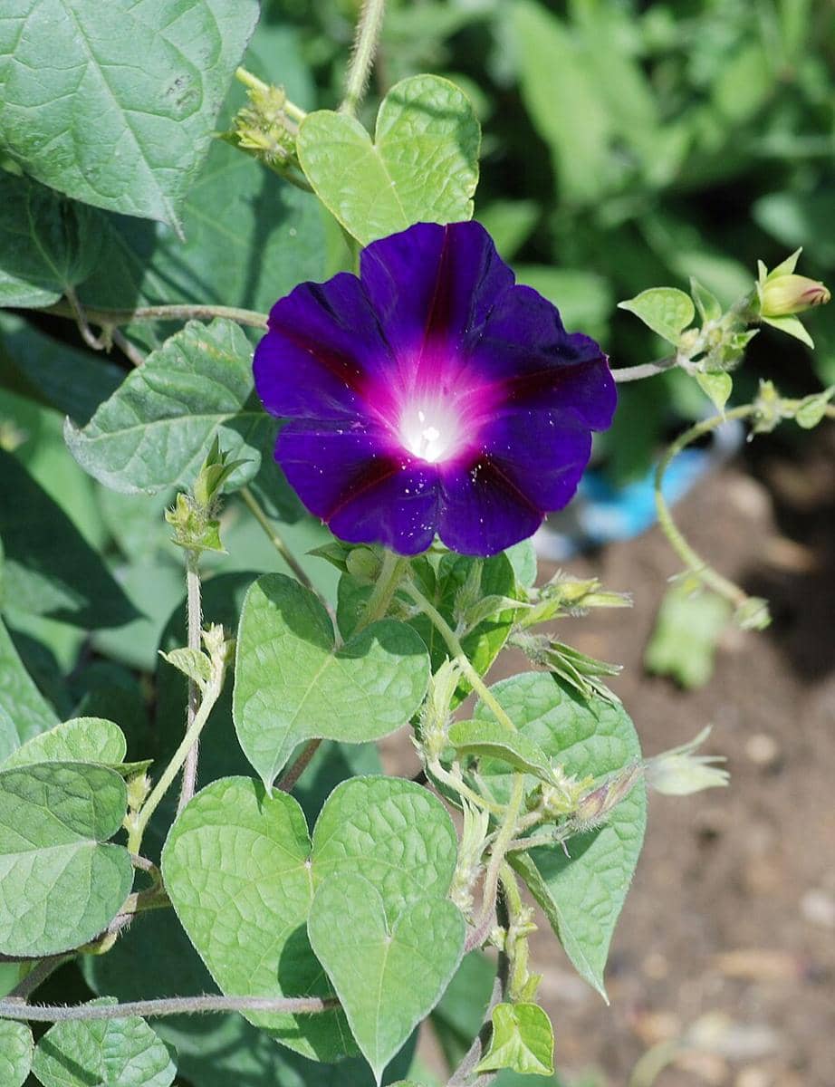 ilustrasi ipomoea purpurea