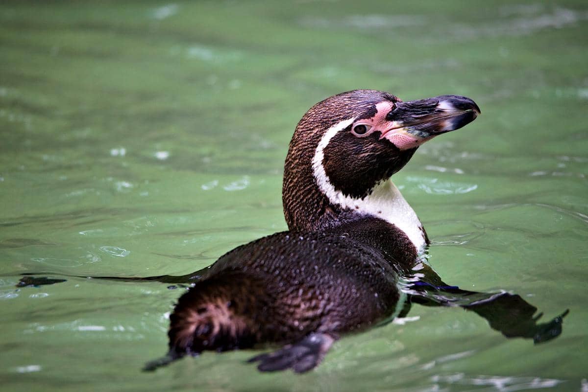 potret penguin humboldt (unsplash.com/Josef Pelikán)