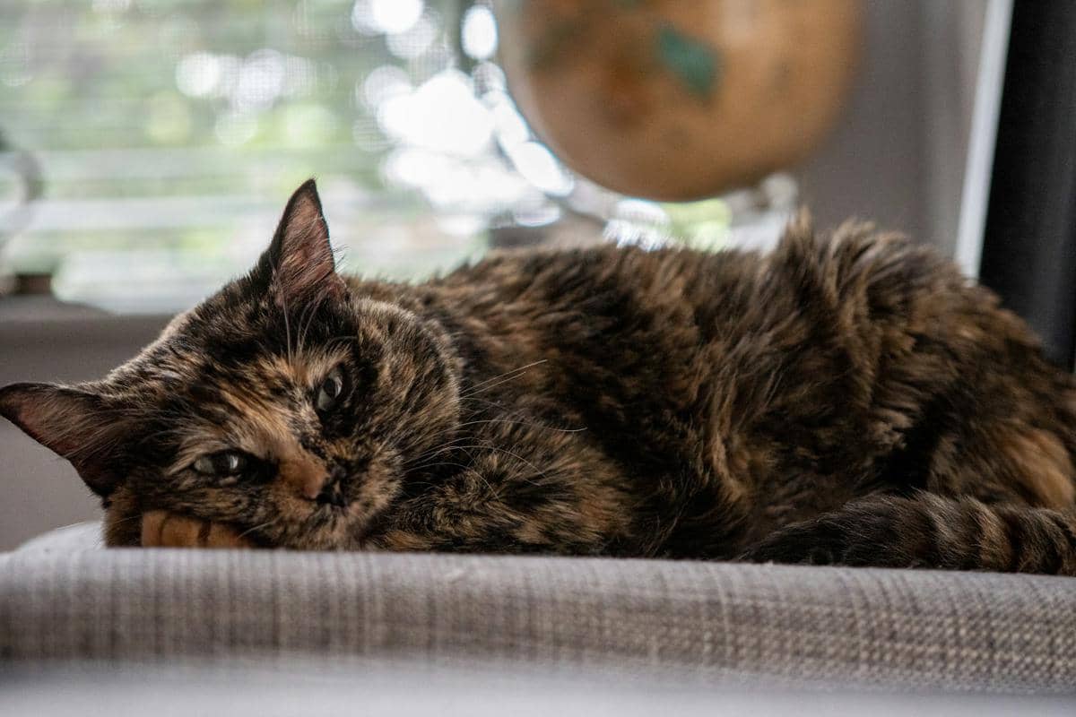 Kucing tortoiseshell