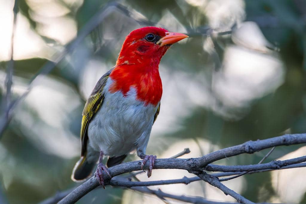 Burung Anaplectes rubriceps