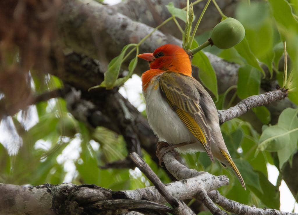 Burung Anaplectes rubriceps