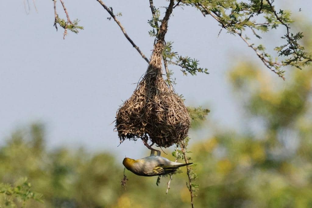 Burung Anaplectes rubriceps