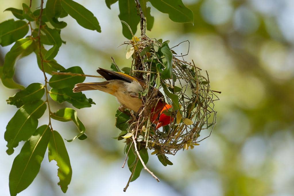 Burung Anaplectes rubriceps