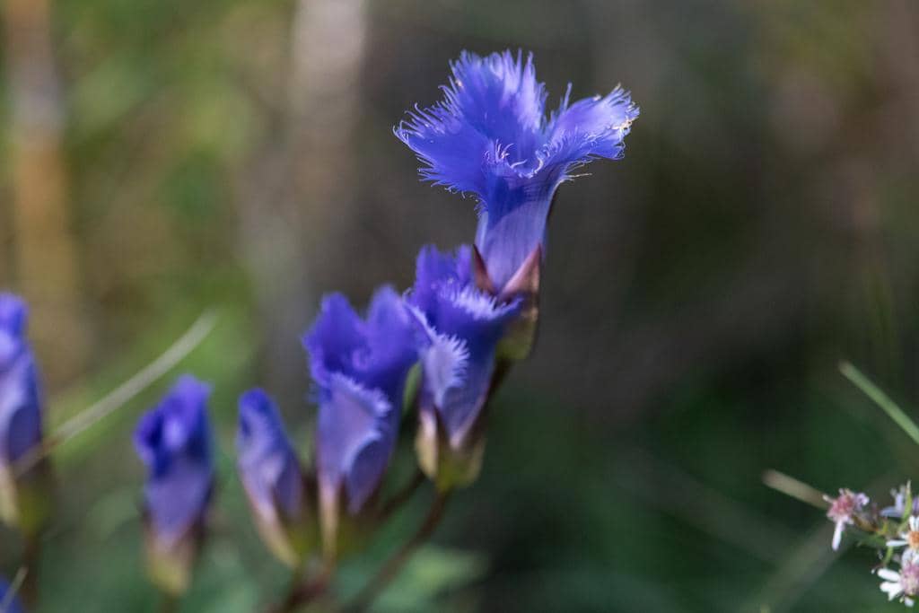 Bunga Gentianopsis crinita