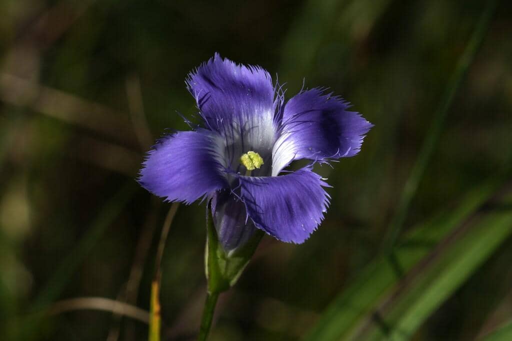 Bunga Gentianopsis crinita
