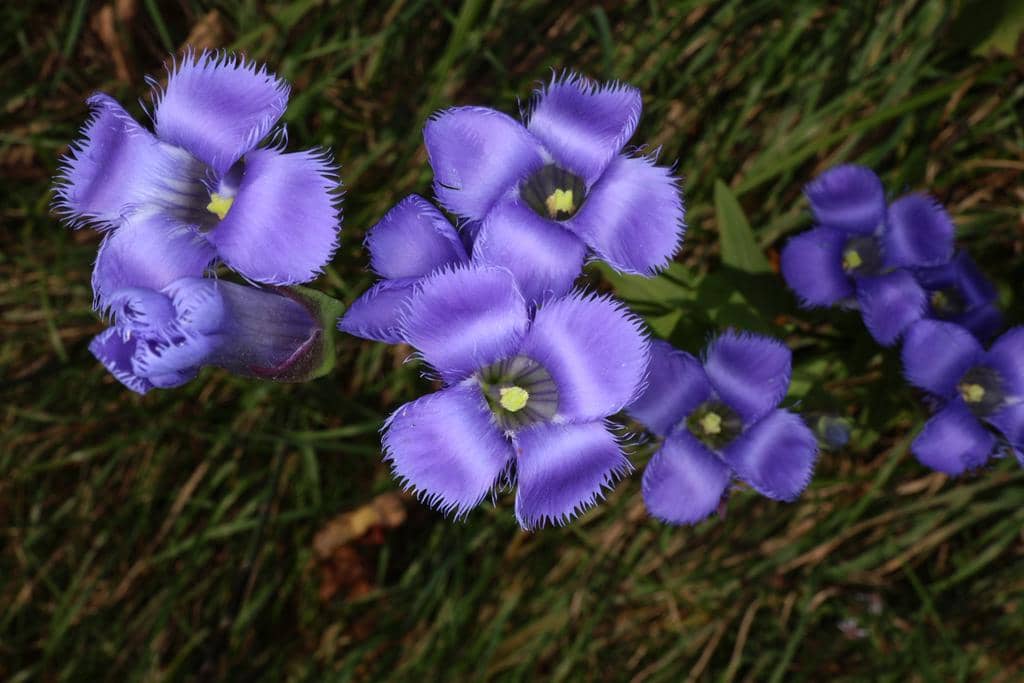 Bunga Gentianopsis crinita