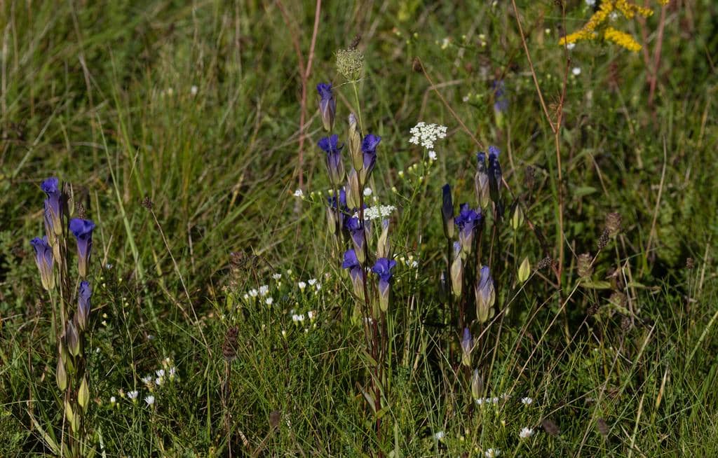 Bunga Gentianopsis crinita