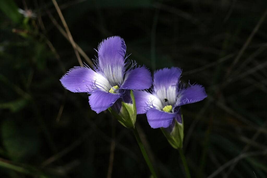 Bunga Gentianopsis crinita